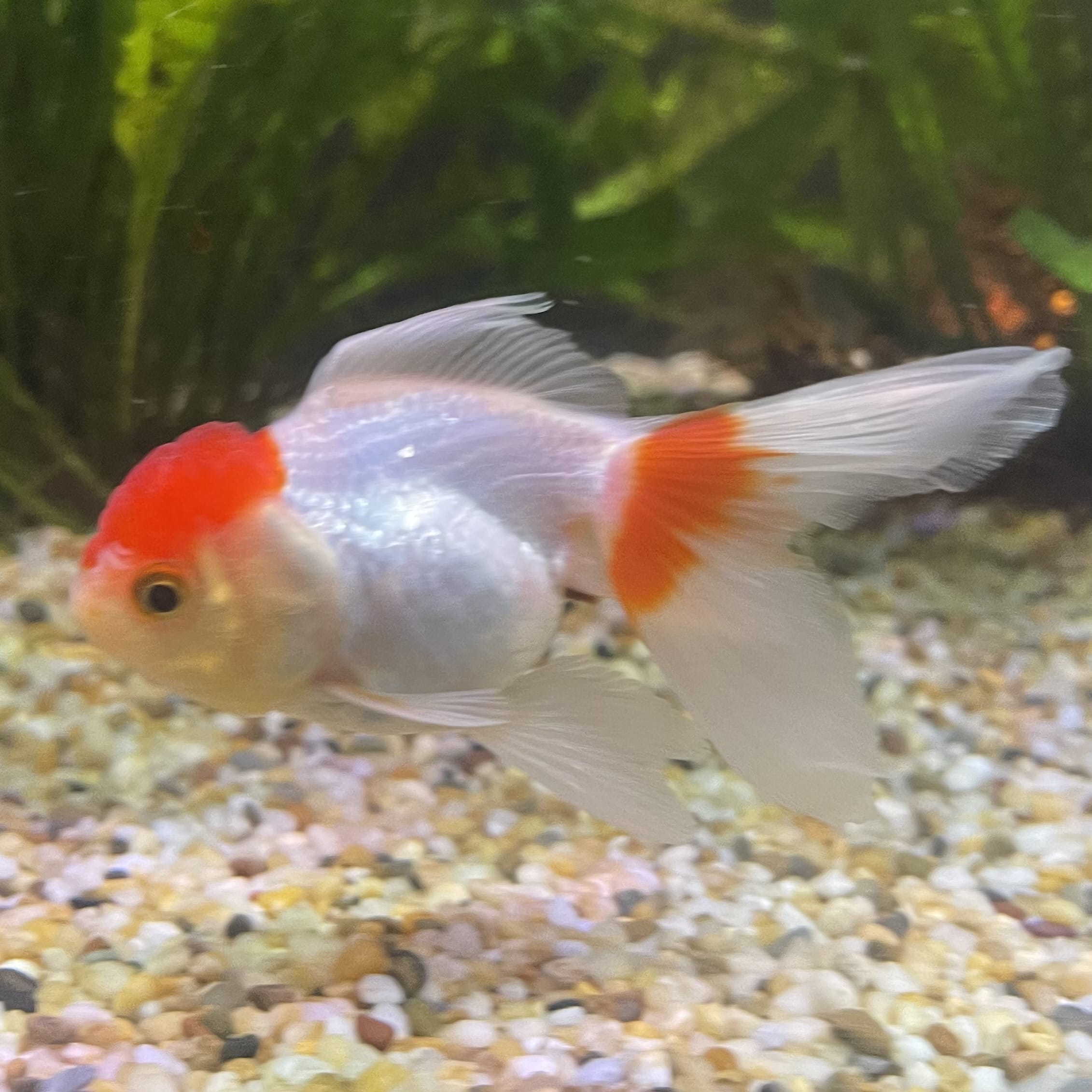 the-fish-farm Goldfish 7cm Oranda - Red and White - One Only -8 Tri Colour Oranda - The Fish Farm Australia