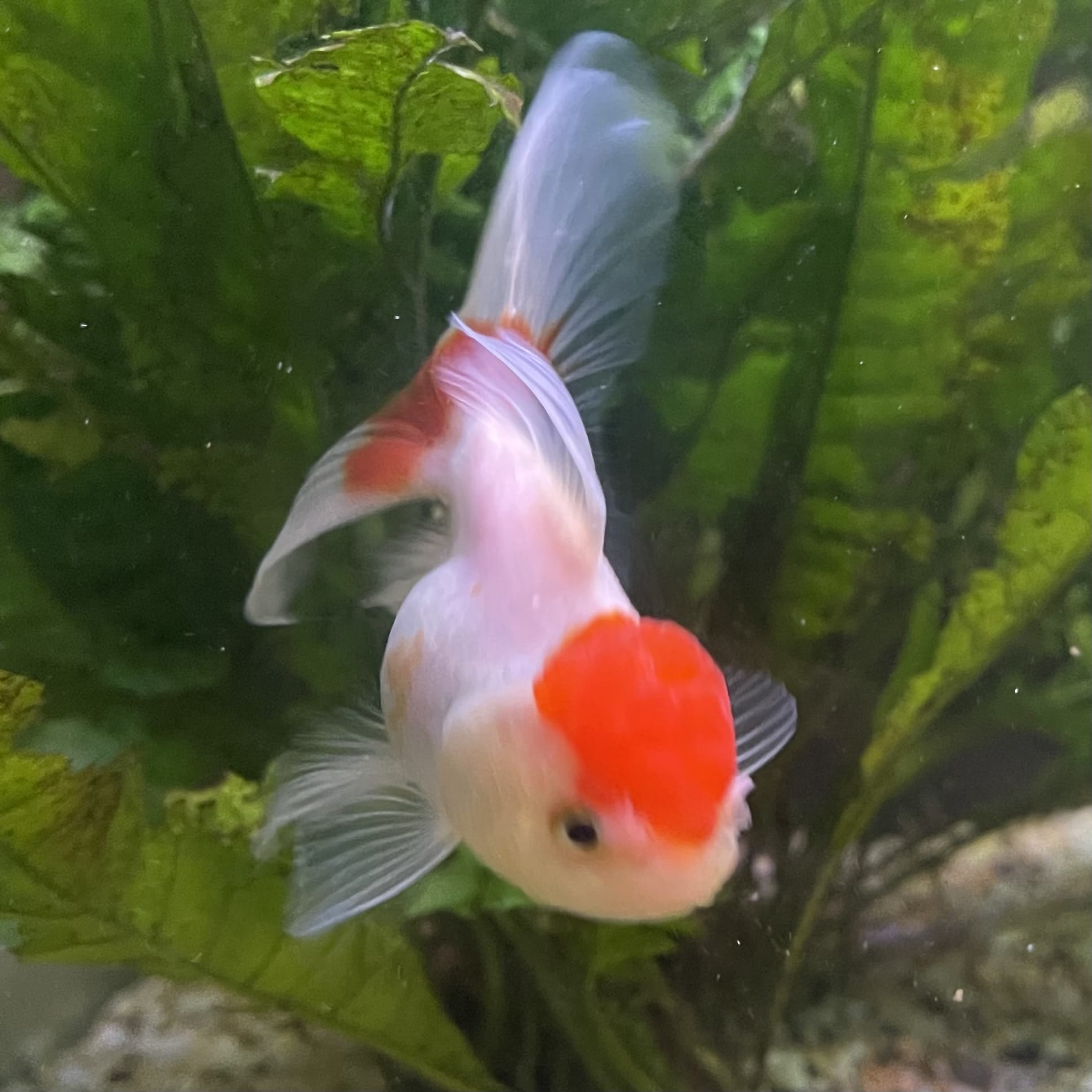 the-fish-farm Goldfish 7cm Oranda - Red and White - One Only -8 Tri Colour Oranda - The Fish Farm Australia