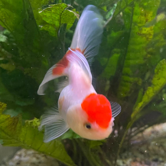 the-fish-farm Goldfish 7cm Oranda - Red and White - One Only -8 Tri Colour Oranda - The Fish Farm Australia