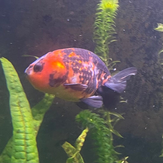 the-fish-farm Goldfish 7cm Ranchu Goldfish - Calico one only-1 Ranchu Goldfish - Calico 5cm  - The Fish Farm
