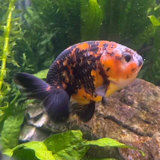 the-fish-farm Goldfish 7cm Ranchu Goldfish - Calico one only-1 Ranchu Goldfish - Calico 5cm  - The Fish Farm