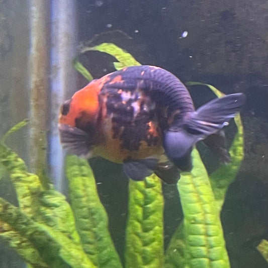 the-fish-farm Goldfish 7cm Ranchu Goldfish - Calico one only-1 Ranchu Goldfish - Calico 5cm  - The Fish Farm