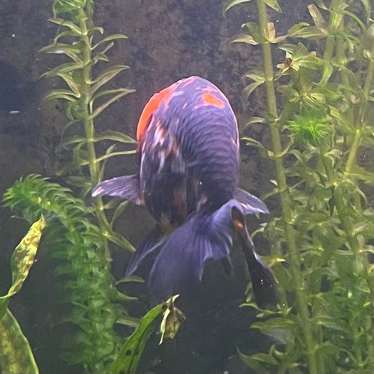 the-fish-farm Goldfish 7cm Ranchu Goldfish - Calico one only-1 Ranchu Goldfish - Calico 5cm  - The Fish Farm