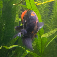 the-fish-farm Goldfish 7cm Ranchu Goldfish - Calico one only-1 Ranchu Goldfish - Calico 5cm  - The Fish Farm