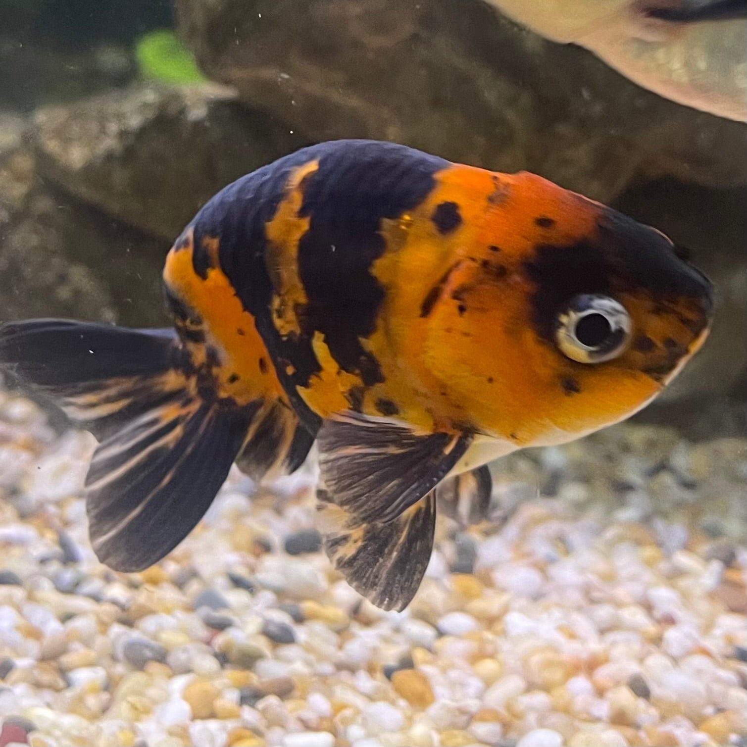 the-fish-farm Goldfish 7cm Ranchu Goldfish - Calico one only-1 Ranchu Goldfish - Calico 5cm  - The Fish Farm