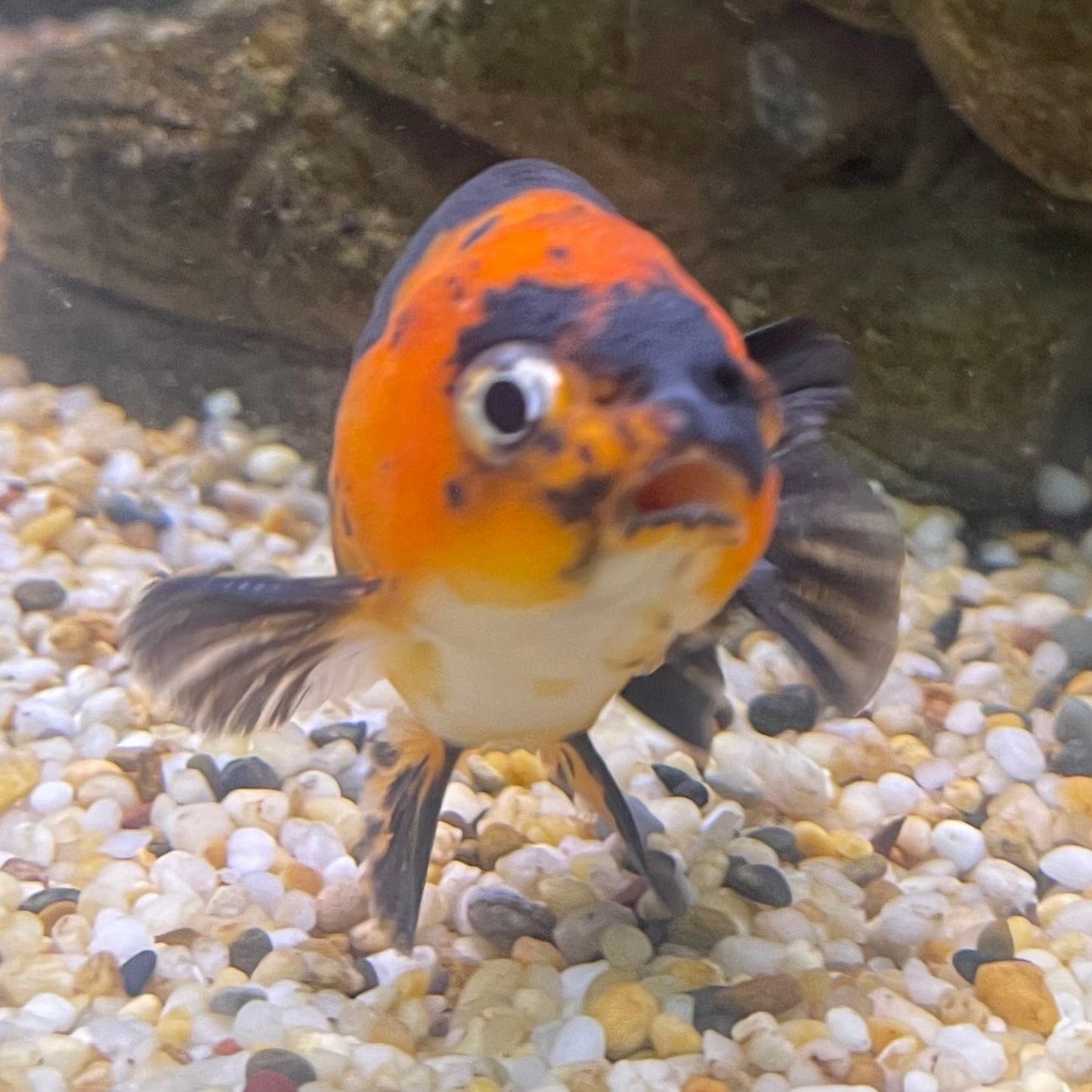 the-fish-farm Goldfish 7cm Ranchu Goldfish - Calico one only-1 Ranchu Goldfish - Calico 5cm  - The Fish Farm