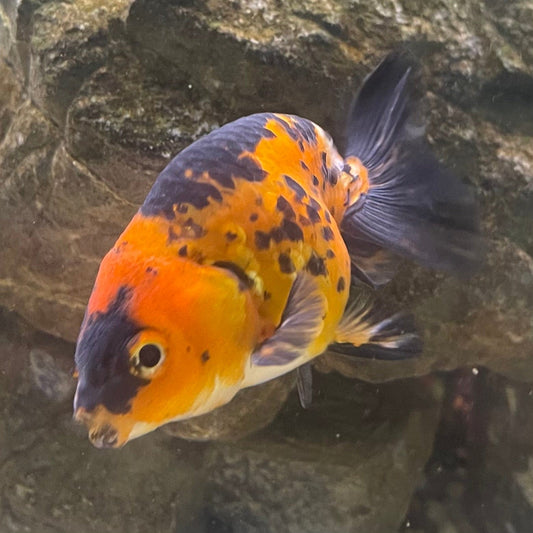 the-fish-farm Goldfish 7cm Ranchu Goldfish - Calico one only-1 Ranchu Goldfish - Calico 5cm  - The Fish Farm