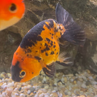 the-fish-farm Goldfish 7cm Ranchu Goldfish - Calico one only-1 Ranchu Goldfish - Calico 5cm  - The Fish Farm