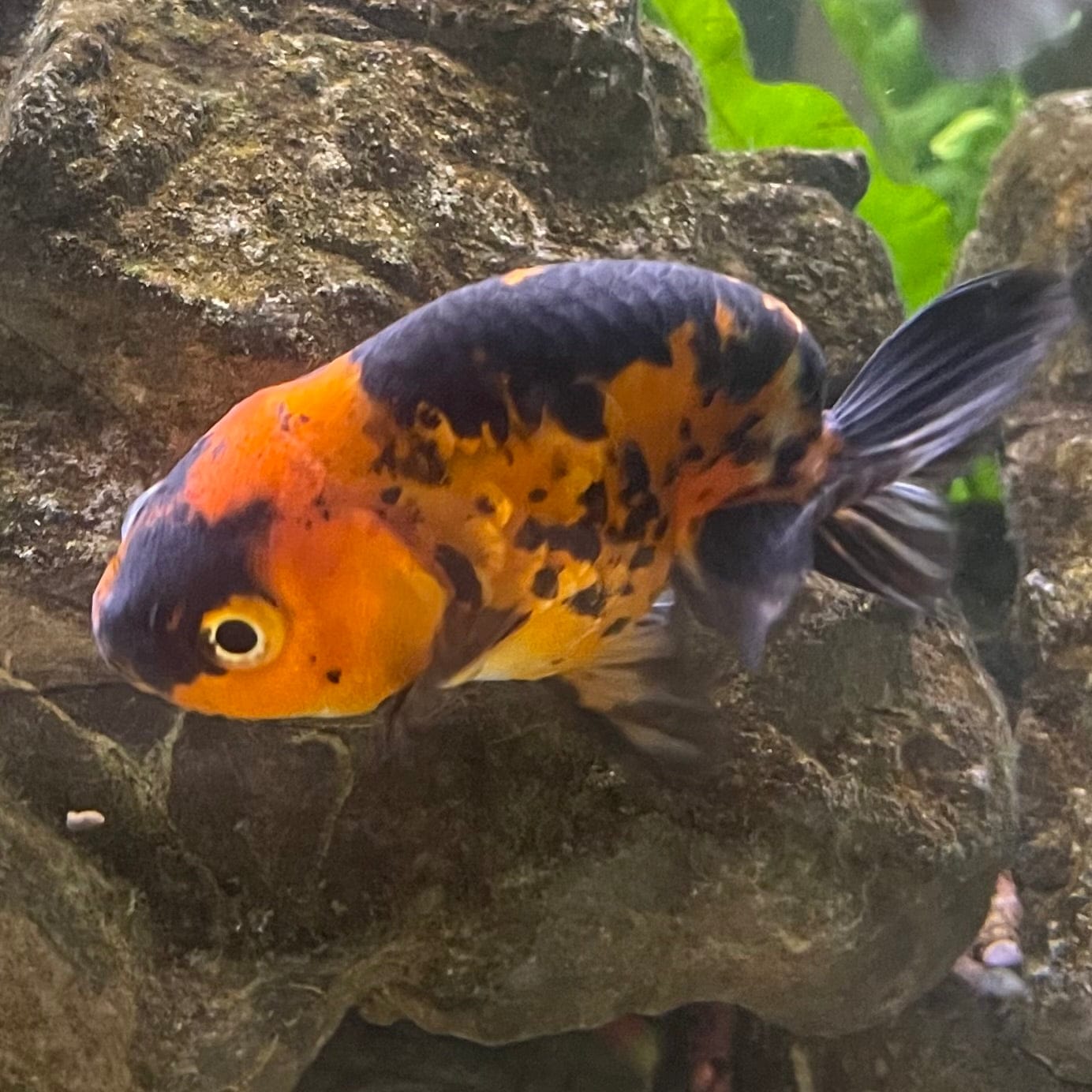 the-fish-farm Goldfish 7cm Ranchu Goldfish - Calico one only-1 Ranchu Goldfish - Calico 5cm  - The Fish Farm