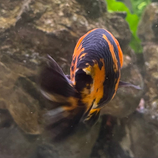 the-fish-farm Goldfish 7cm Ranchu Goldfish - Calico one only-1 Ranchu Goldfish - Calico 5cm  - The Fish Farm