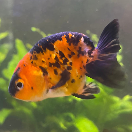 the-fish-farm Goldfish 7cm Ranchu Goldfish - Calico one only-1 Ranchu Goldfish - Calico 5cm  - The Fish Farm