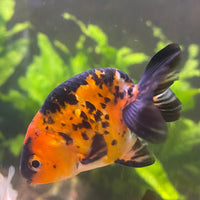 the-fish-farm Goldfish 7cm Ranchu Goldfish - Calico one only-1 Ranchu Goldfish - Calico 5cm  - The Fish Farm