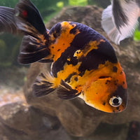 the-fish-farm Goldfish 7cm Ranchu Goldfish - Calico one only-1 Ranchu Goldfish - Calico 5cm  - The Fish Farm