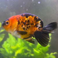 the-fish-farm Goldfish 7cm Ranchu Goldfish - Calico one only-1 Ranchu Goldfish - Calico 5cm  - The Fish Farm