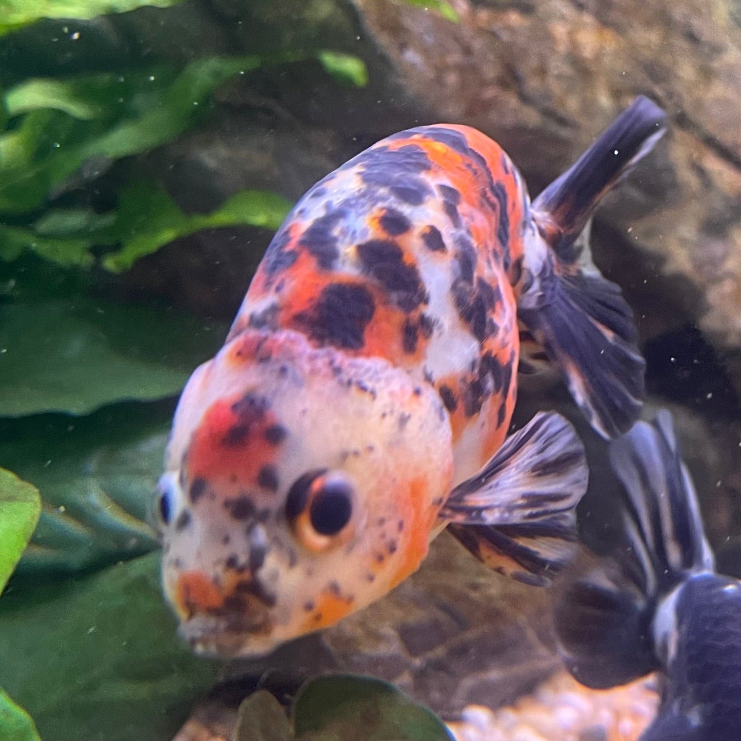 the-fish-farm Goldfish 7cm Ranchu Goldfish - Calico one only-2 Ranchu Goldfish - Calico 5cm  - The Fish Farm