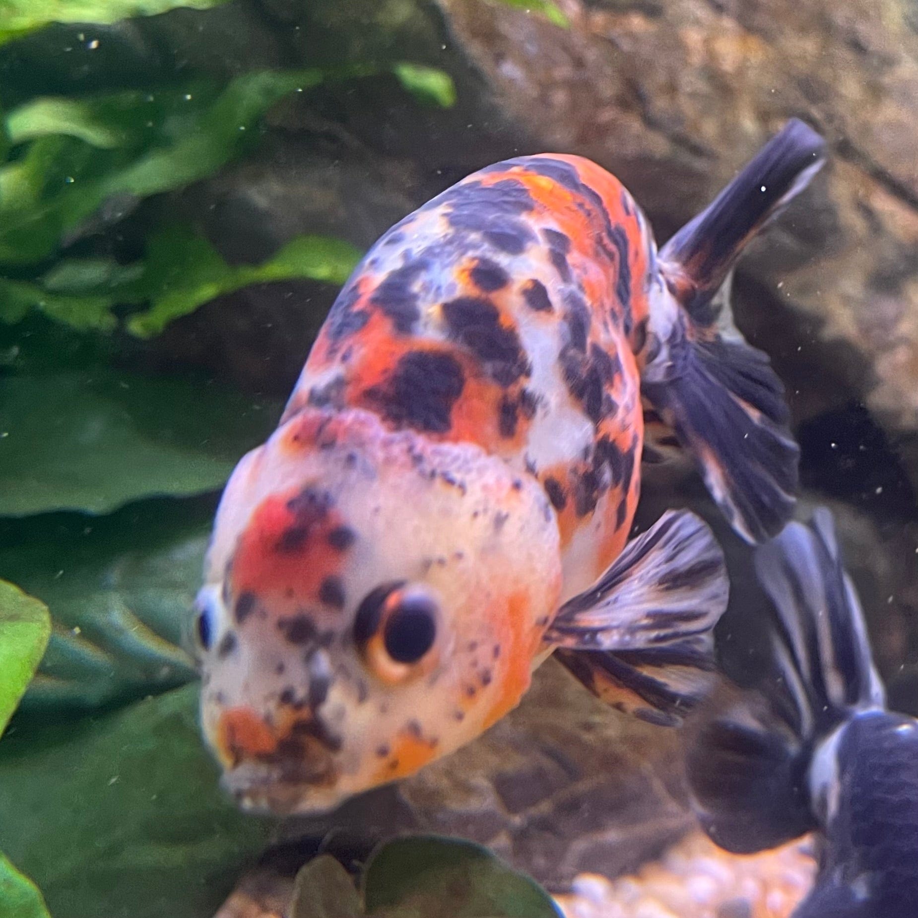 the-fish-farm Goldfish 7cm Ranchu Goldfish - Calico one only-2 Ranchu Goldfish - Calico 5cm  - The Fish Farm