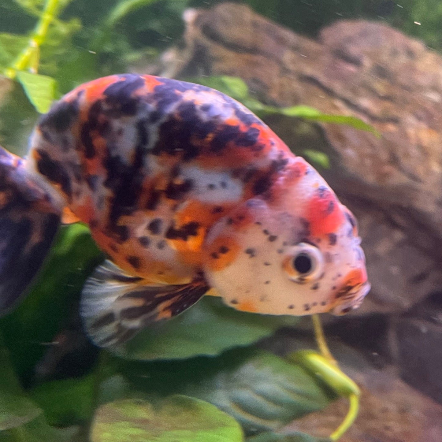 the-fish-farm Goldfish 7cm Ranchu Goldfish - Calico one only-2 Ranchu Goldfish - Calico 5cm  - The Fish Farm