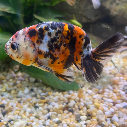 the-fish-farm Goldfish 7cm Ranchu Goldfish - Calico one only-2 Ranchu Goldfish - Calico 5cm  - The Fish Farm