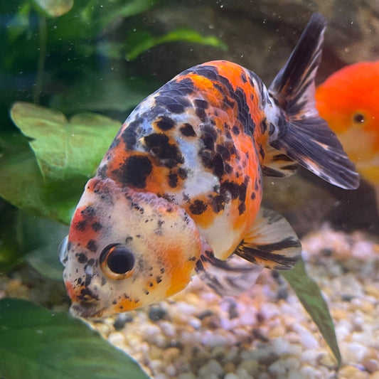the-fish-farm Goldfish 7cm Ranchu Goldfish - Calico one only-2 Ranchu Goldfish - Calico 5cm  - The Fish Farm