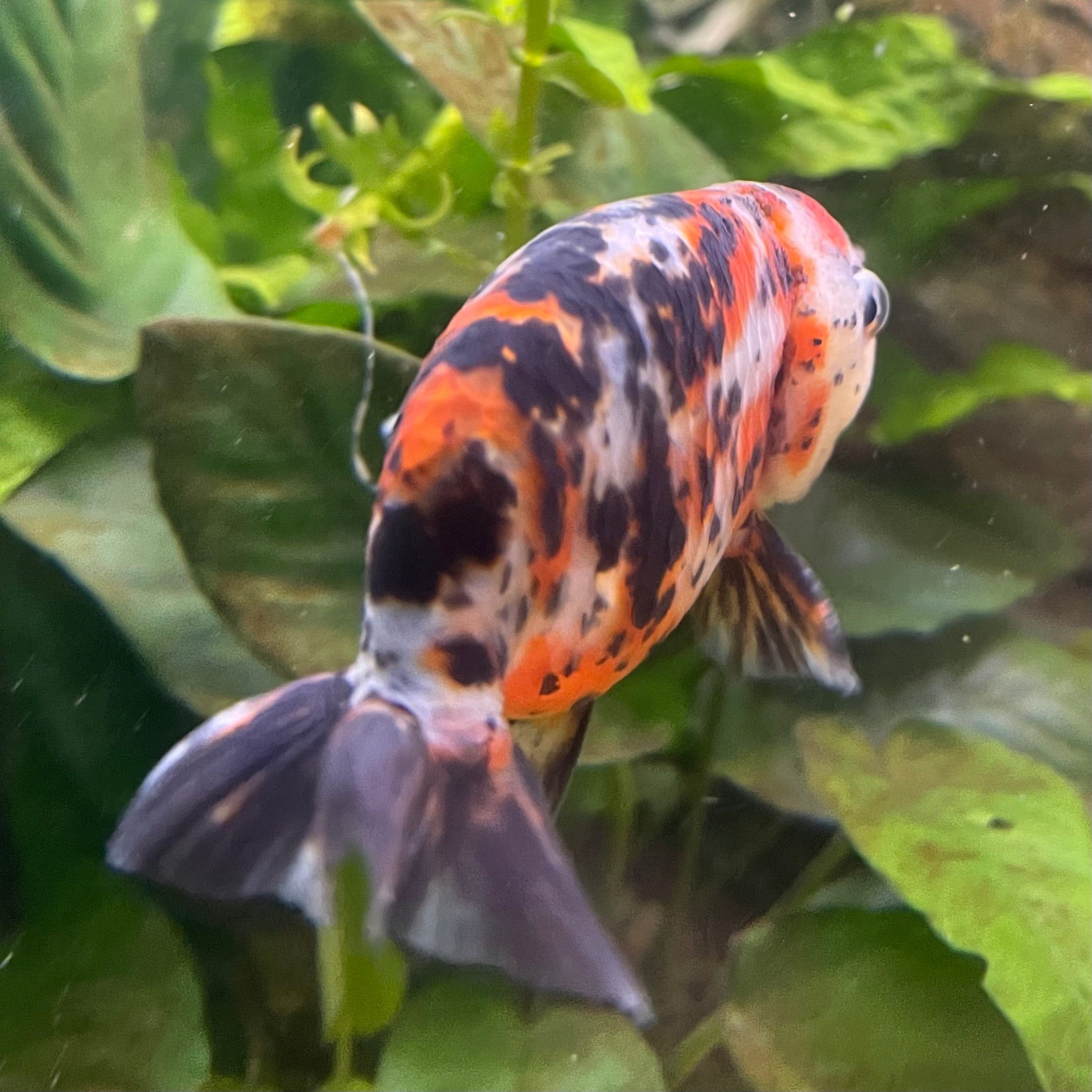 the-fish-farm Goldfish 7cm Ranchu Goldfish - Calico one only-2 Ranchu Goldfish - Calico 5cm  - The Fish Farm