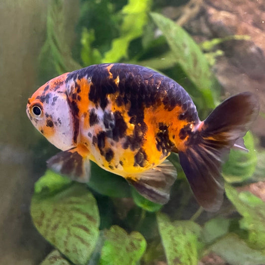 the-fish-farm Goldfish 7cm Ranchu Goldfish - Calico one only-2 Ranchu Goldfish - Calico 5cm  - The Fish Farm