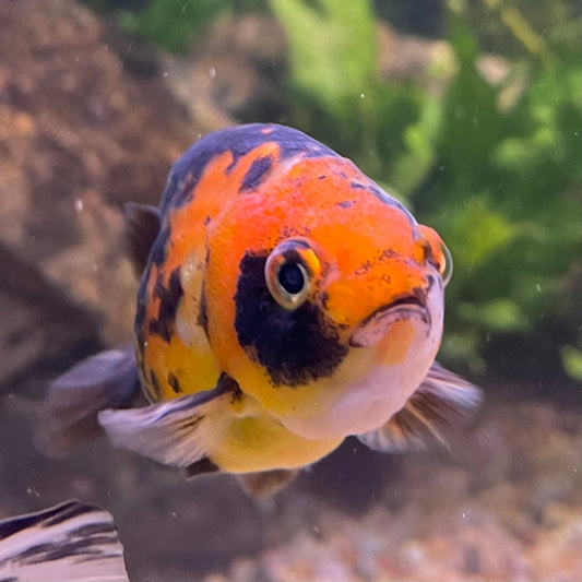 the-fish-farm Goldfish 7cm Ranchu Goldfish - Calico one only-2 Ranchu Goldfish - Calico 5cm  - The Fish Farm