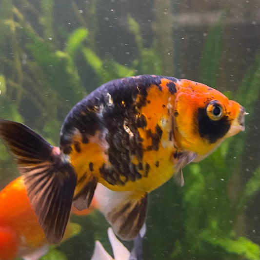 the-fish-farm Goldfish 7cm Ranchu Goldfish - Calico one only-2 Ranchu Goldfish - Calico 5cm  - The Fish Farm