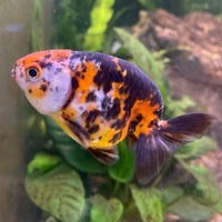 the-fish-farm Goldfish 7cm Ranchu Goldfish - Calico one only-2 Ranchu Goldfish - Calico 5cm  - The Fish Farm