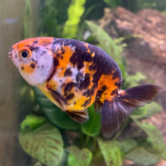 the-fish-farm Goldfish 7cm Ranchu Goldfish - Calico one only-2 Ranchu Goldfish - Calico 5cm  - The Fish Farm