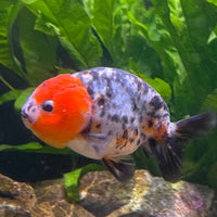 the-fish-farm Goldfish 7cm Ranchu Goldfish - Calico one only-2 Ranchu Goldfish - Calico 5cm  - The Fish Farm