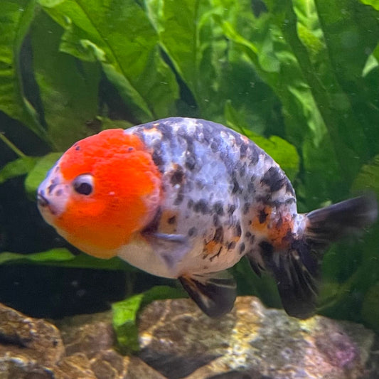 the-fish-farm Goldfish 7cm Ranchu Goldfish - Calico one only-2 Ranchu Goldfish - Calico 5cm  - The Fish Farm