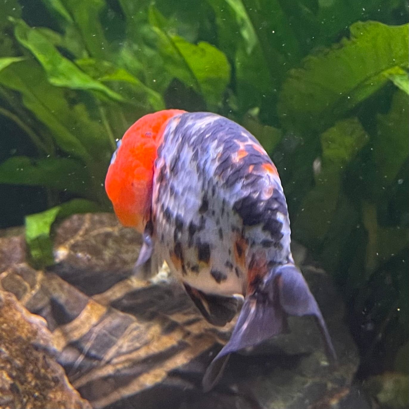 the-fish-farm Goldfish 7cm Ranchu Goldfish - Calico one only-2 Ranchu Goldfish - Calico 5cm  - The Fish Farm