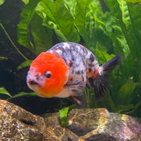 the-fish-farm Goldfish 7cm Ranchu Goldfish - Calico one only-2 Ranchu Goldfish - Calico 5cm  - The Fish Farm