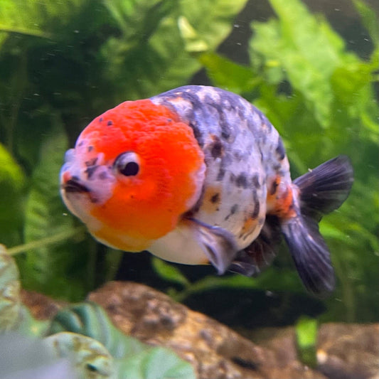 the-fish-farm Goldfish 7cm Ranchu Goldfish - Calico one only-2 Ranchu Goldfish - Calico 5cm  - The Fish Farm