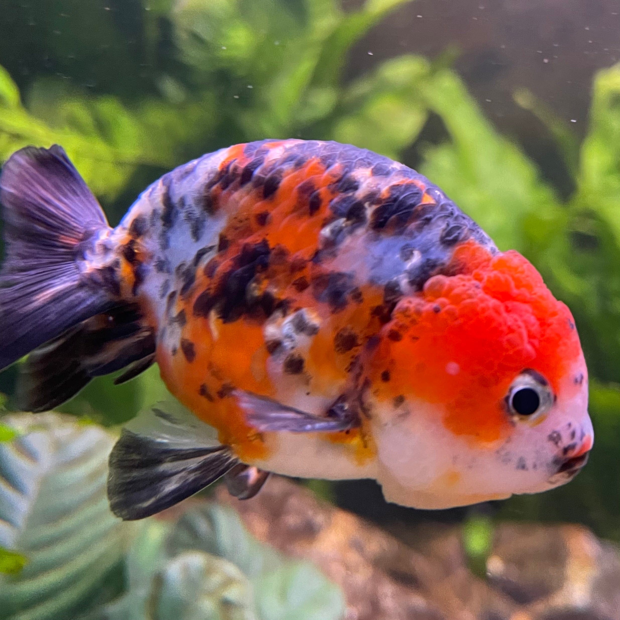 the-fish-farm Goldfish 7cm Ranchu Goldfish - Calico one only-2 Ranchu Goldfish - Calico 5cm  - The Fish Farm