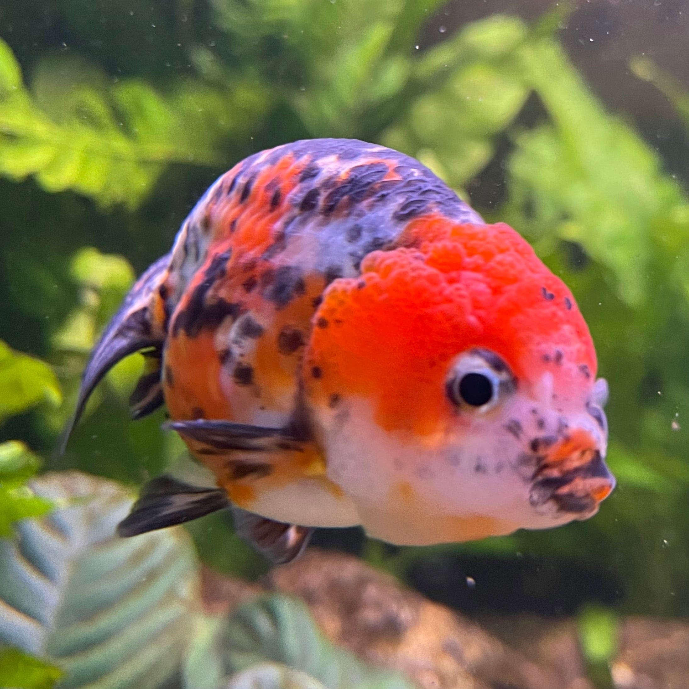 the-fish-farm Goldfish 7cm Ranchu Goldfish - Calico one only-2 Ranchu Goldfish - Calico 5cm  - The Fish Farm