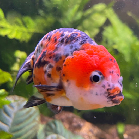 the-fish-farm Goldfish 7cm Ranchu Goldfish - Calico one only-2 Ranchu Goldfish - Calico 5cm  - The Fish Farm