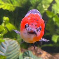 the-fish-farm Goldfish 7cm Ranchu Goldfish - Calico one only-2 Ranchu Goldfish - Calico 5cm  - The Fish Farm