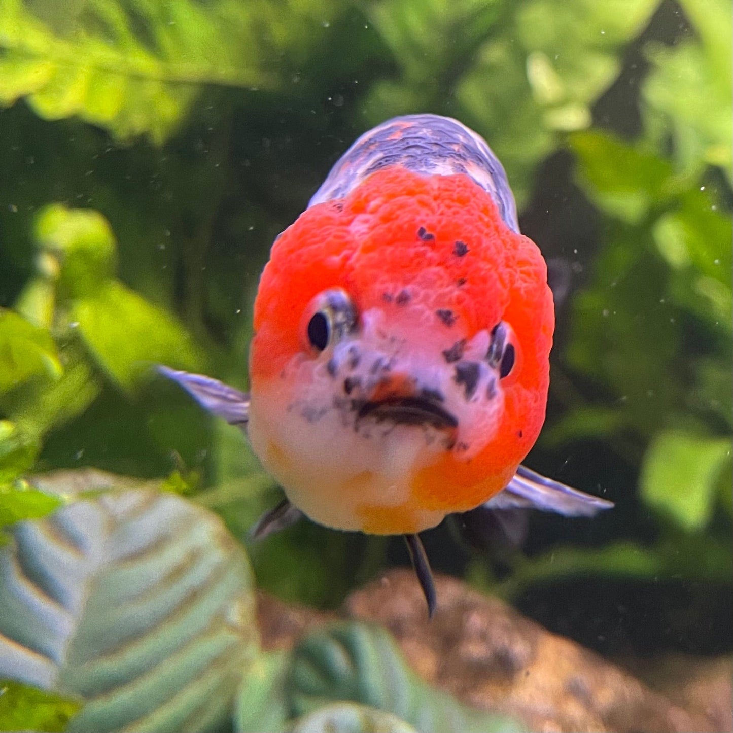 the-fish-farm Goldfish 7cm Ranchu Goldfish - Calico one only-2 Ranchu Goldfish - Calico 5cm  - The Fish Farm