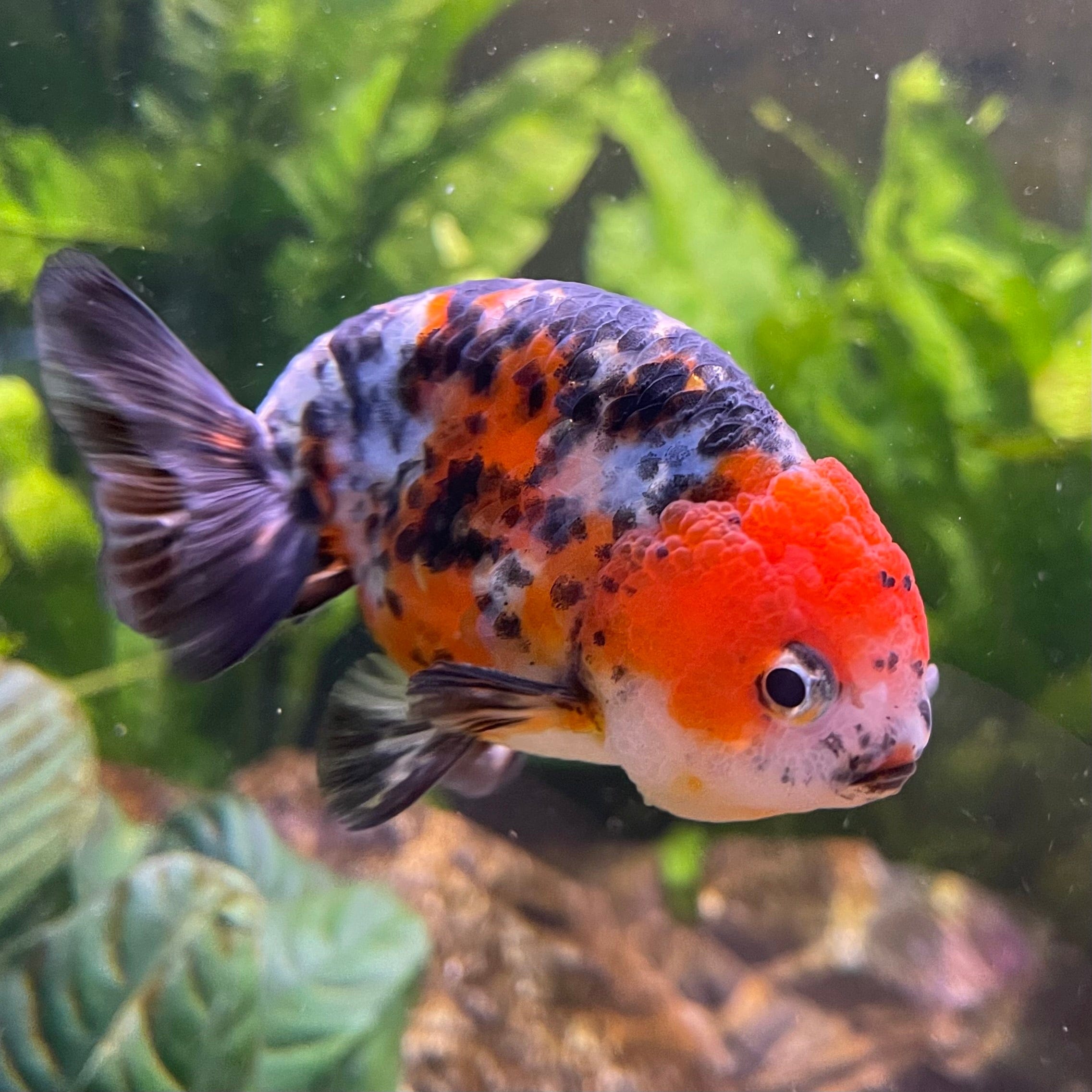 the-fish-farm Goldfish 7cm Ranchu Goldfish - Calico one only-2 Ranchu Goldfish - Calico 5cm  - The Fish Farm