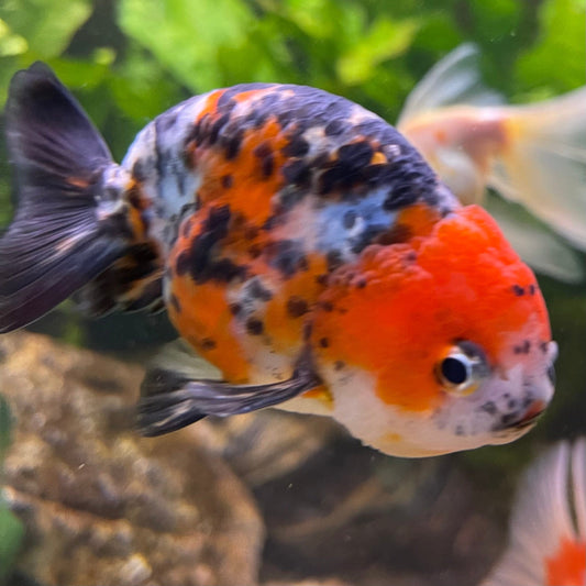 the-fish-farm Goldfish 7cm Ranchu Goldfish - Calico one only-2 Ranchu Goldfish - Calico 5cm  - The Fish Farm