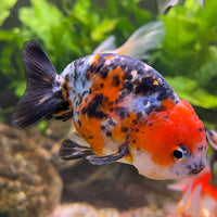 the-fish-farm Goldfish 7cm Ranchu Goldfish - Calico one only-2 Ranchu Goldfish - Calico 5cm  - The Fish Farm