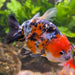 the-fish-farm Goldfish 7cm Ranchu Goldfish - Calico one only-2 Ranchu Goldfish - Calico 5cm  - The Fish Farm
