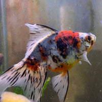 the-fish-farm Goldfish 9cm Fantail Goldfish - Calico one only - 1￼ Fantail Goldfish - Calico - The Fish Farm