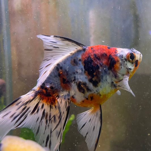 the-fish-farm Goldfish 9cm Fantail Goldfish - Calico one only - 1￼ Fantail Goldfish - Calico - The Fish Farm