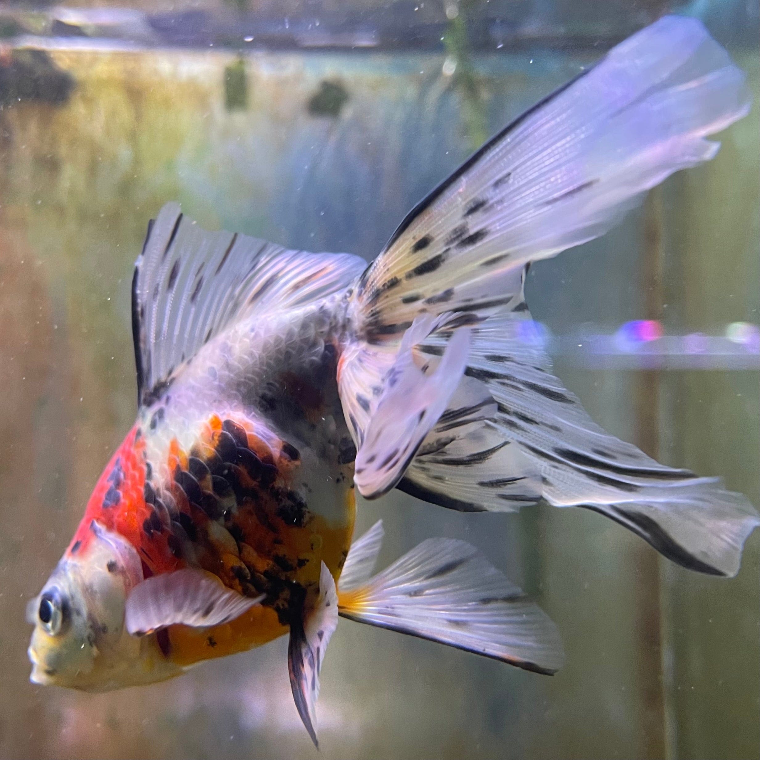 the-fish-farm Goldfish 9cm Fantail Goldfish - Calico one only - 1￼ Fantail Goldfish - Calico - The Fish Farm