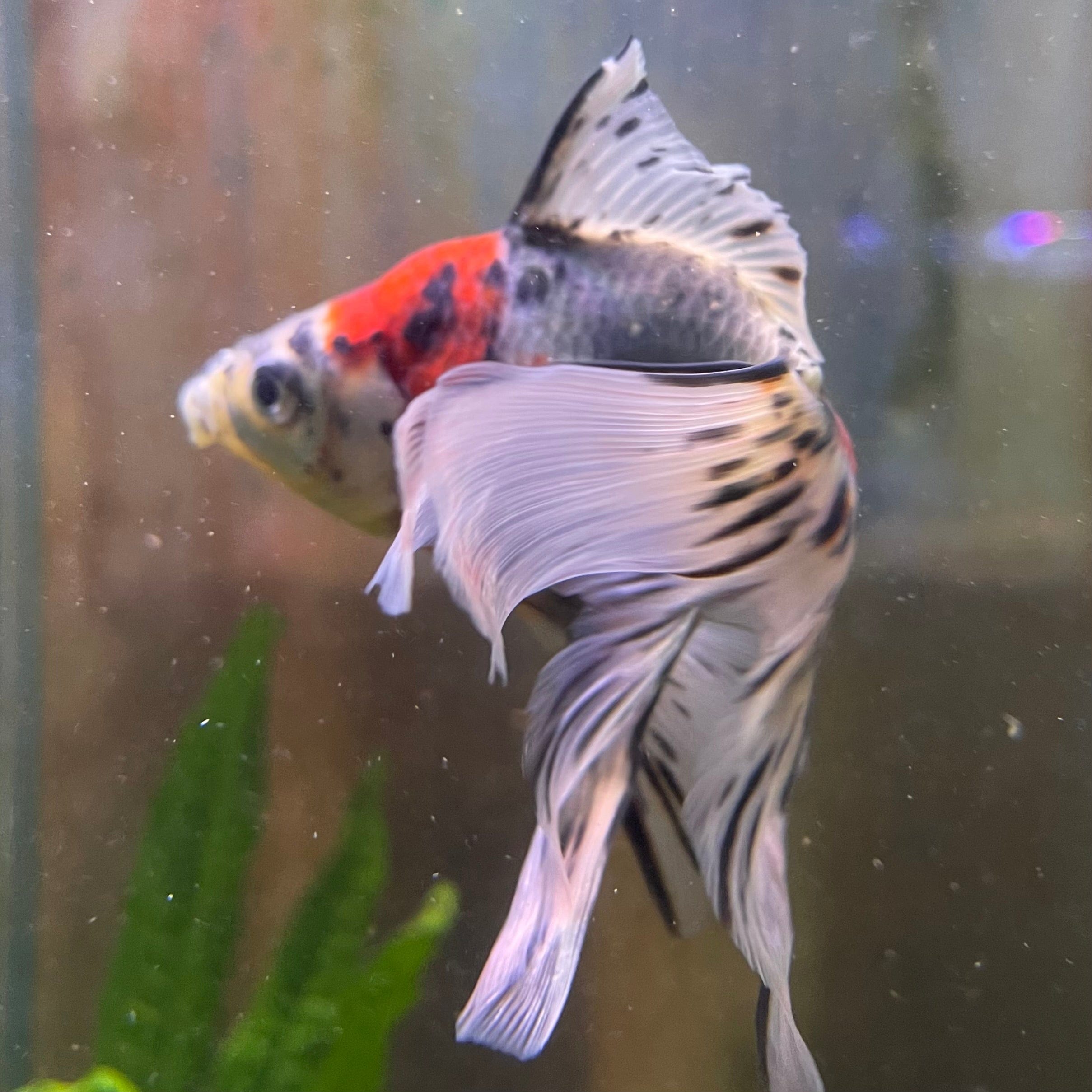 the-fish-farm Goldfish 9cm Fantail Goldfish - Calico one only - 1￼ Fantail Goldfish - Calico - The Fish Farm