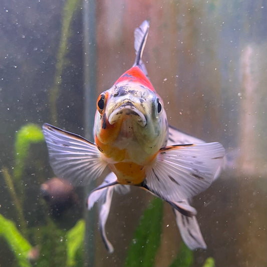 the-fish-farm Goldfish 9cm Fantail Goldfish - Calico one only - 1￼ Fantail Goldfish - Calico - The Fish Farm