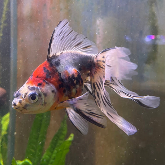 the-fish-farm Goldfish 9cm Fantail Goldfish - Calico one only - 1￼ Fantail Goldfish - Calico - The Fish Farm