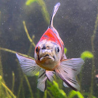 the-fish-farm Goldfish 9cm Fantail Goldfish - Calico one only - 1￼ Fantail Goldfish - Calico - The Fish Farm